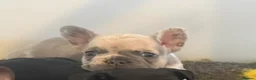 French Bulldog dogs for sale: KC French Bulldogs - Advert 3