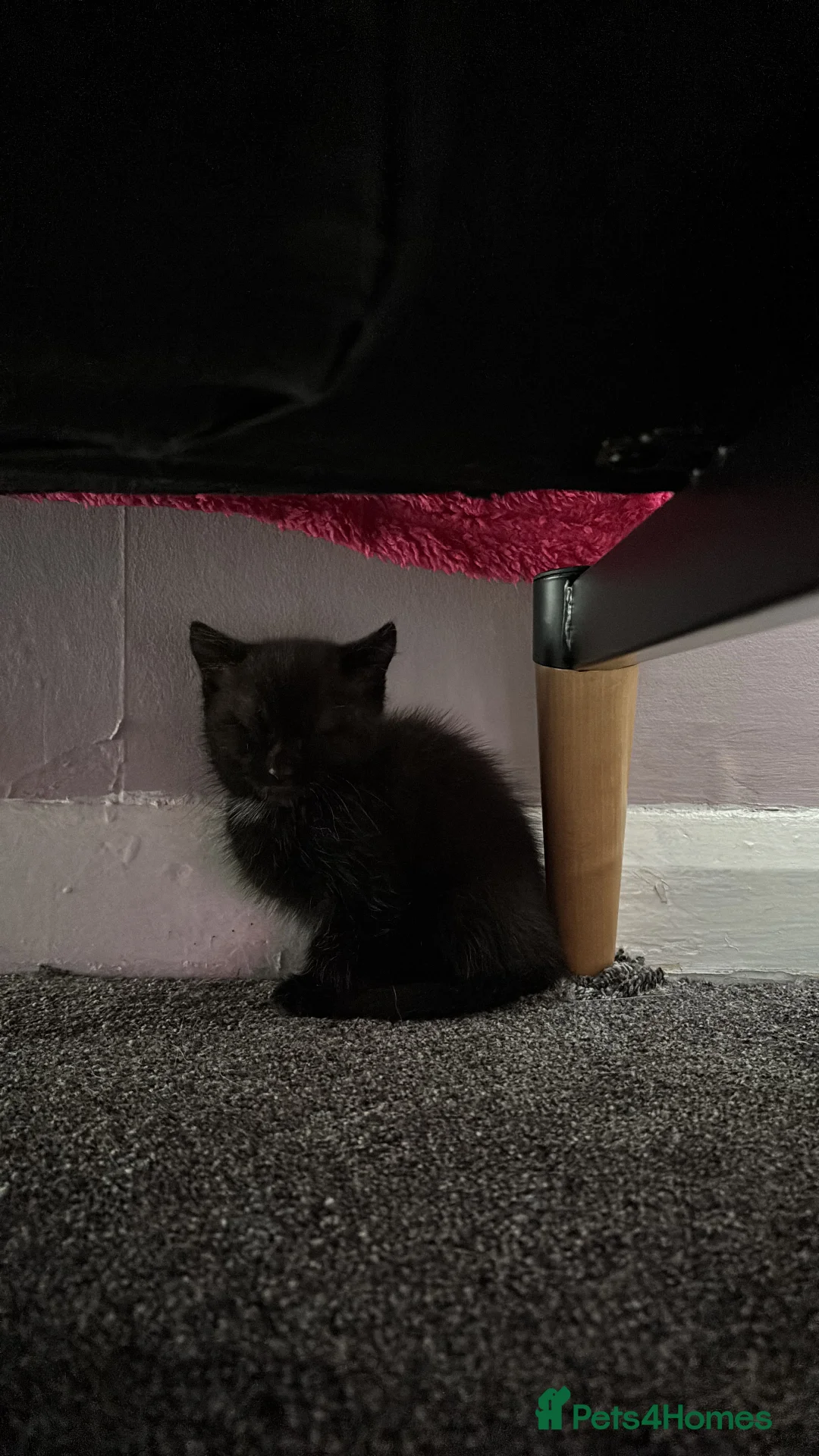 Mixed Breed cats for sale: Black kitten  in Northampton - Advert 3