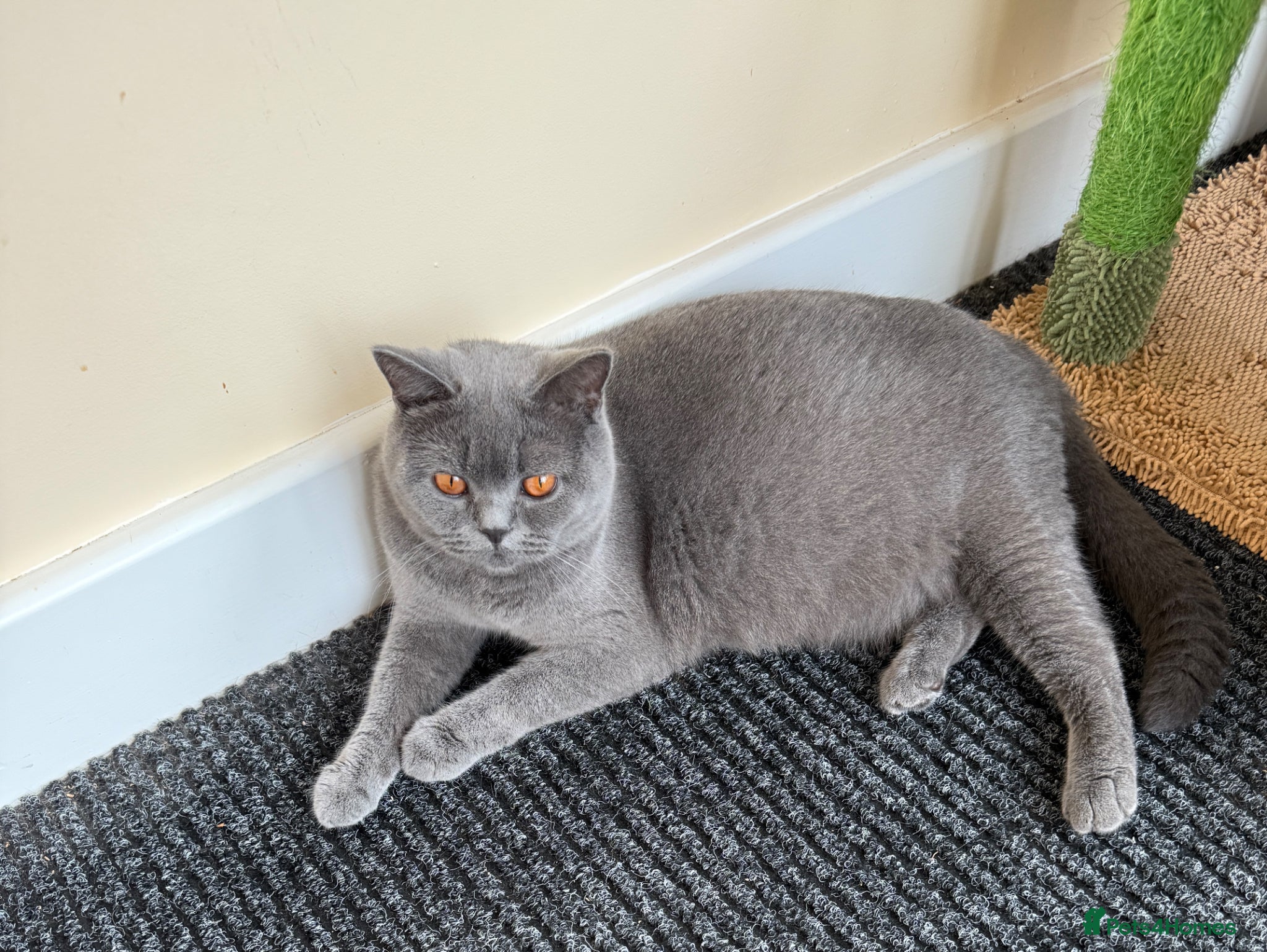 British Shorthair cats for sale: Blue British shorthair  - Advert 1