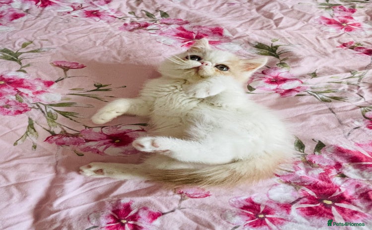 Exotic cats - Advert 1