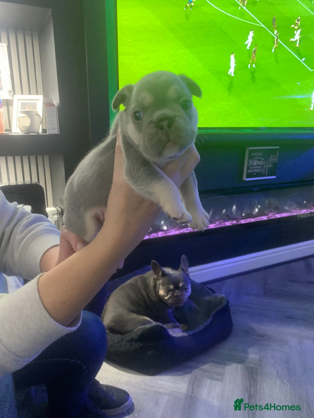 French Bulldog dogs for sale:  French Bulldog beautiful litter of boys and girls - Image 6