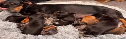 Dachshund dogs for sale: Stuning Kc registered dachshund puppies - Advert 10
