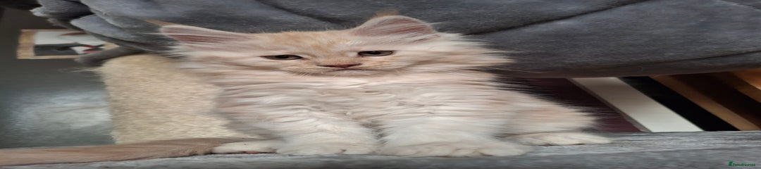 Maine Coon Kitten 1