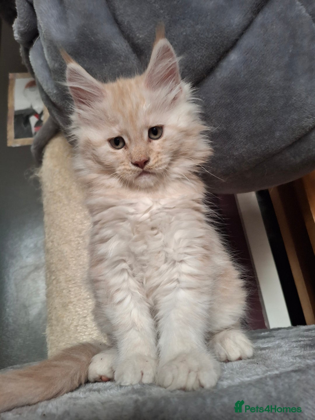 Maine Coon cats for sale: Gorgeous kittens  - Image 3
