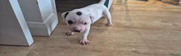 Mixed Breed dogs for sale: Beautiful Staffy x pups - friendly and healthy - Advert 10