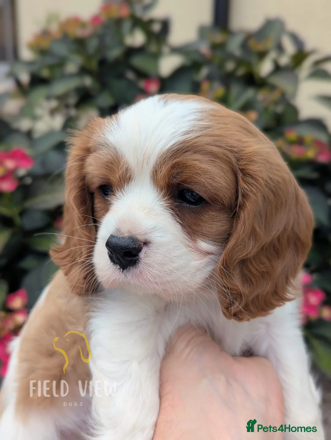 Cavalier King Charles Spaniel dogs for sale: Chocolate carrier Cavaliers, health tested parents in Sutton Coldfield - Advert 2