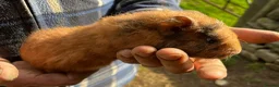Guinea Pig rodents for sale: Beautiful Well Handled Males  - Advert 4