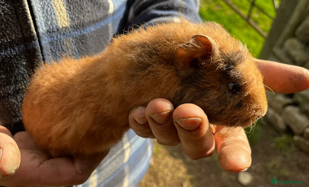 Guinea Pig rodents for sale: Beautiful Well Handled Males  - Advert 4