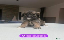 Mixed Breed dogs for sale: Outstanding Saint Bernadoodle Puppies  - Image 17