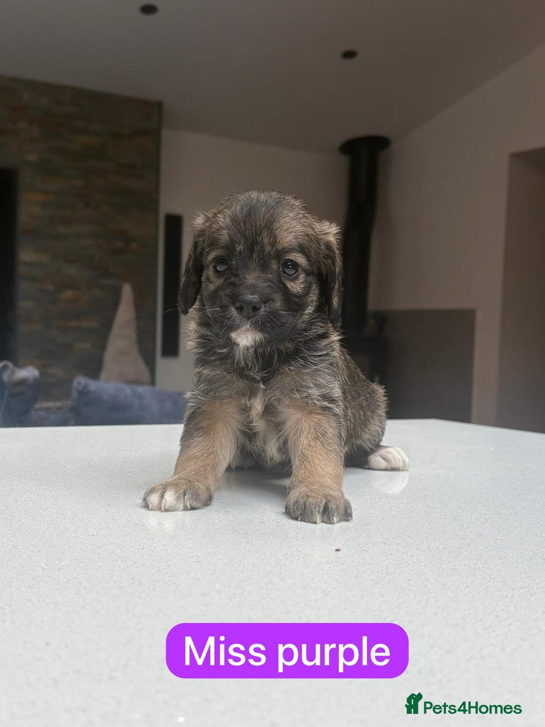 Mixed Breed dogs for sale: Outstanding Saint Bernadoodle Puppies  - Image 17