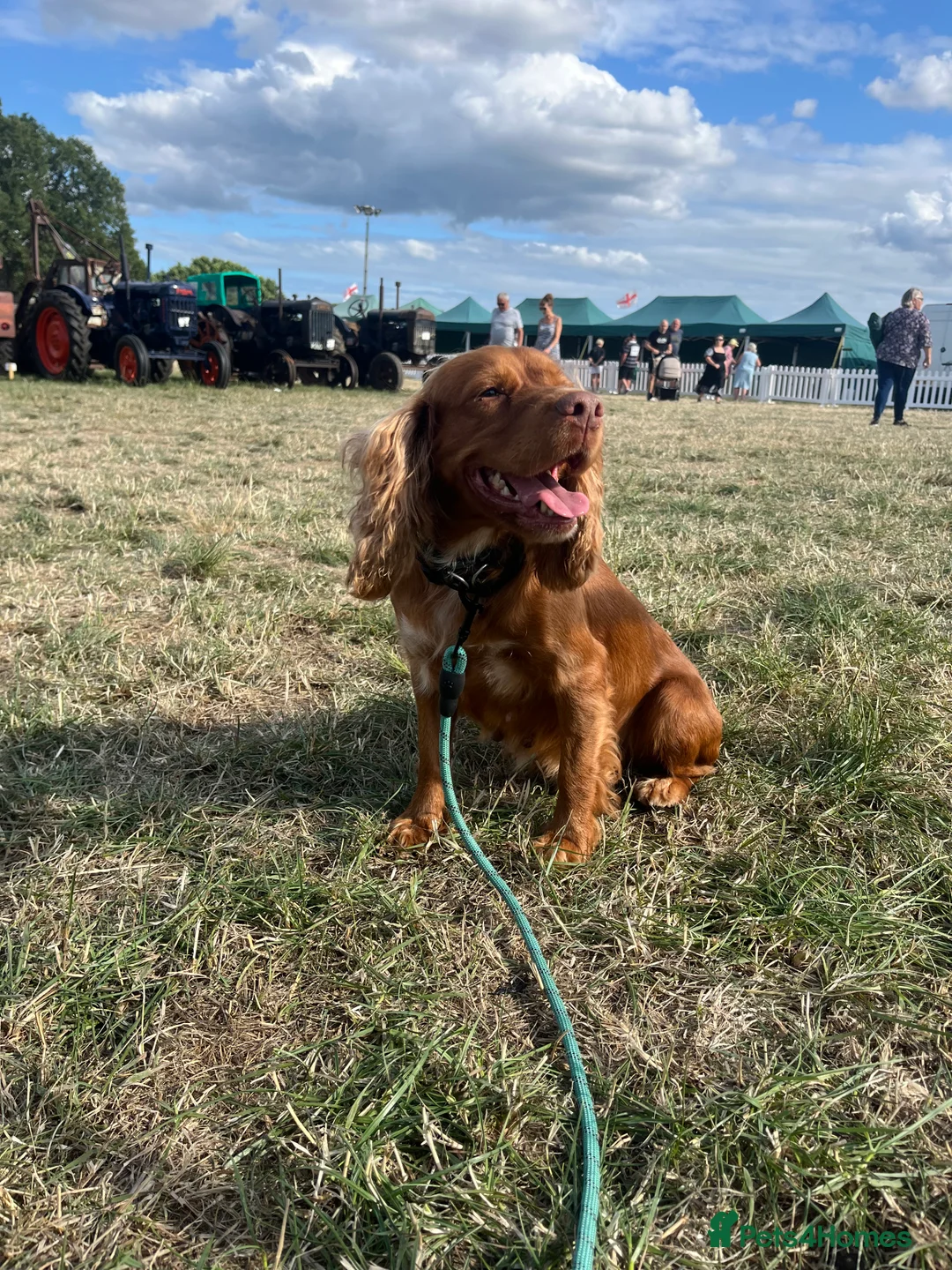 Cocker Spaniel dogs for sale: Working type Cocker Spaniel  - Advert 2