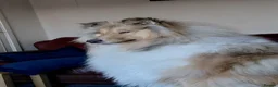 Rough Collie dogs for sale: Championship winning girl  - Advert 3