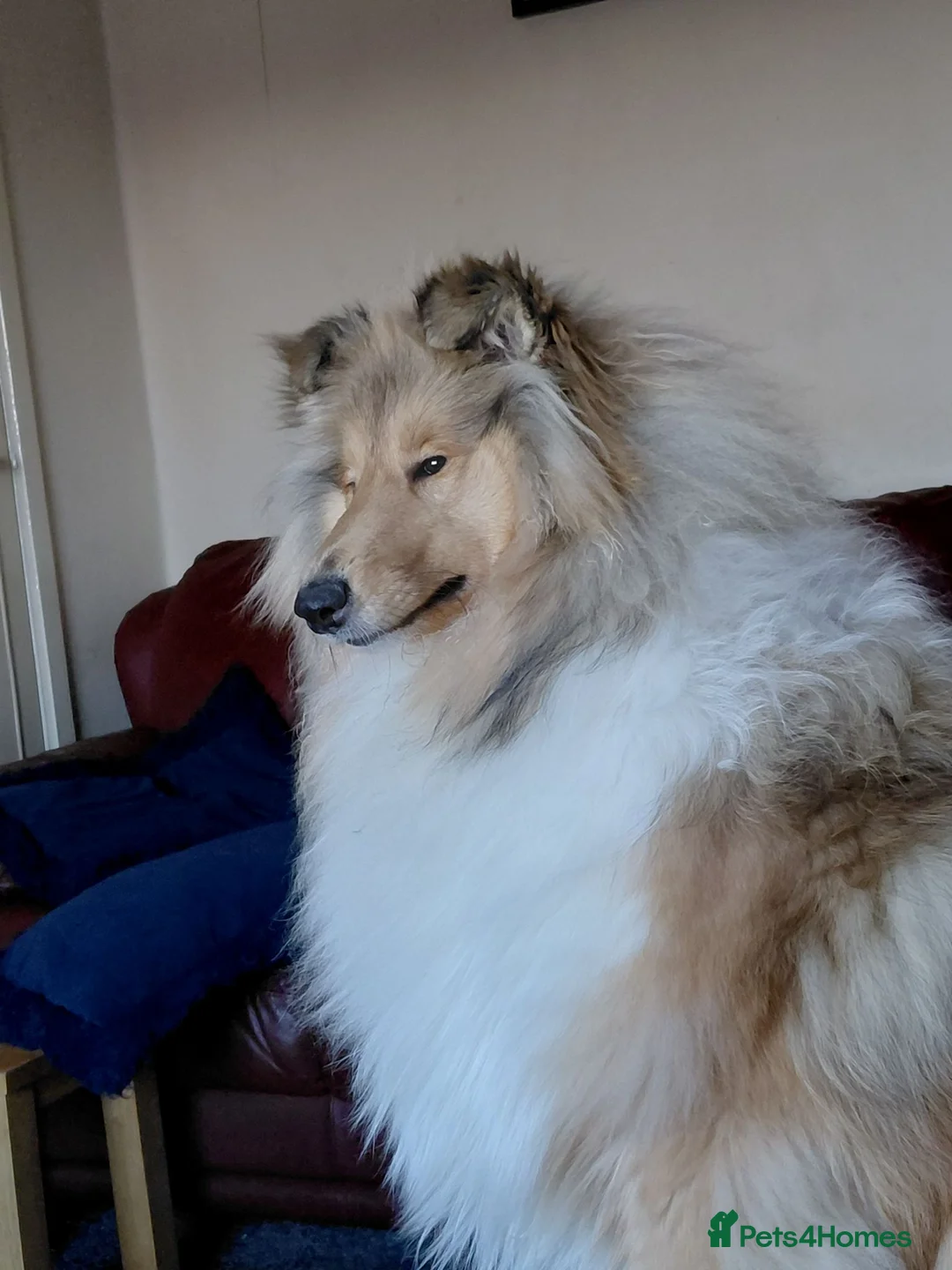 Rough Collie dogs for sale: Championship winning girl  - Advert 3