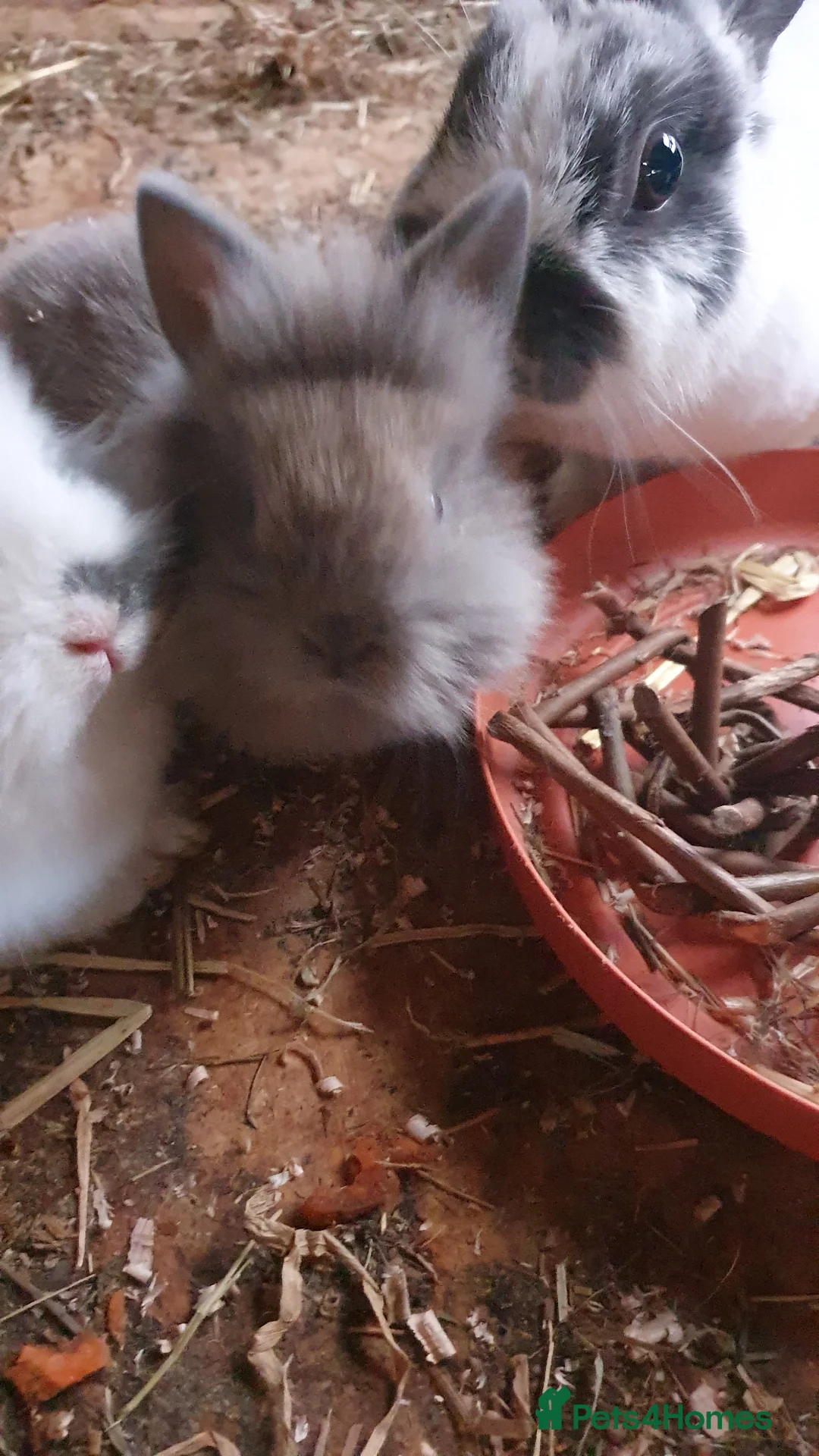 Netherland Dwarf rabbits for sale: Baby rabbits  - Advert 1