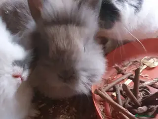 Netherland Dwarf rabbits Baby rabbits - Advert 1