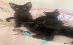 Mixed Breed cats for sale: Sphynx cross kittens  - Image 3
