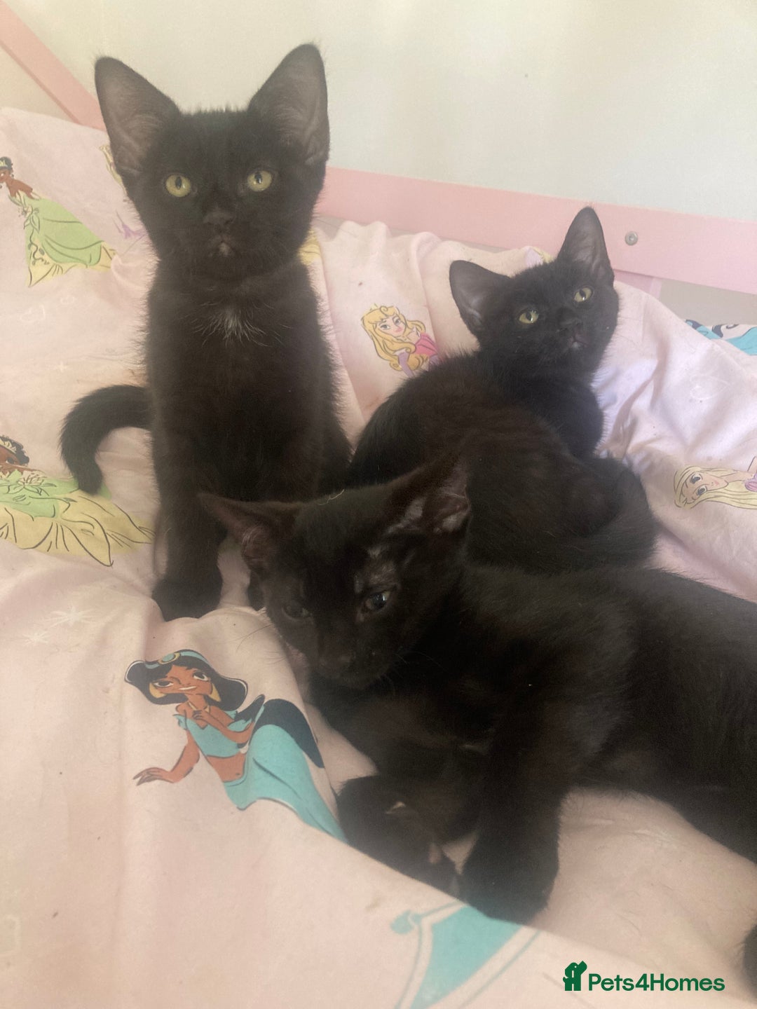 Mixed Breed cats for sale: Sphynx cross kittens  - Image 3