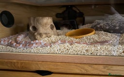 Bearded Dragon reptiles for sale: Bearded dragon and candy cane corn snake  - Image 9