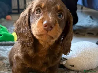 Miniature Dachshund dogs STUNNING LONG-HAIRED DACHSHUND PUPPIES in Manchester - Advert 1
