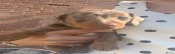 Dachshund dogs for sale: Beautiful dachshunds looking for forever home - Advert 7