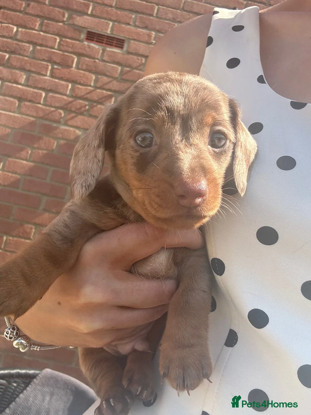 Dachshund dogs for sale: Beautiful dachshunds looking for forever home - Advert 7