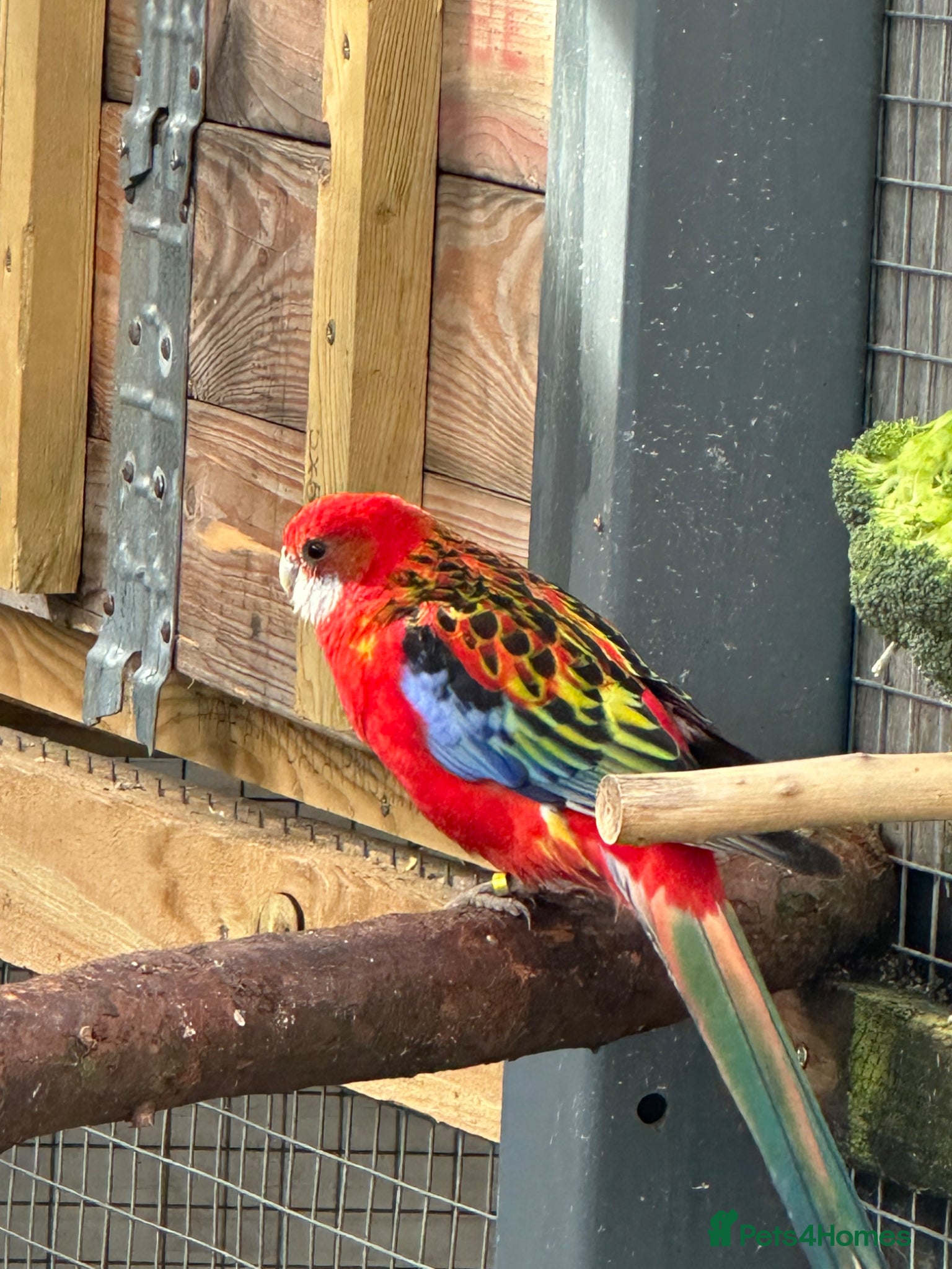 Parakeets birds for sale: 2 rosella parakeets in Hyde - Advert 1