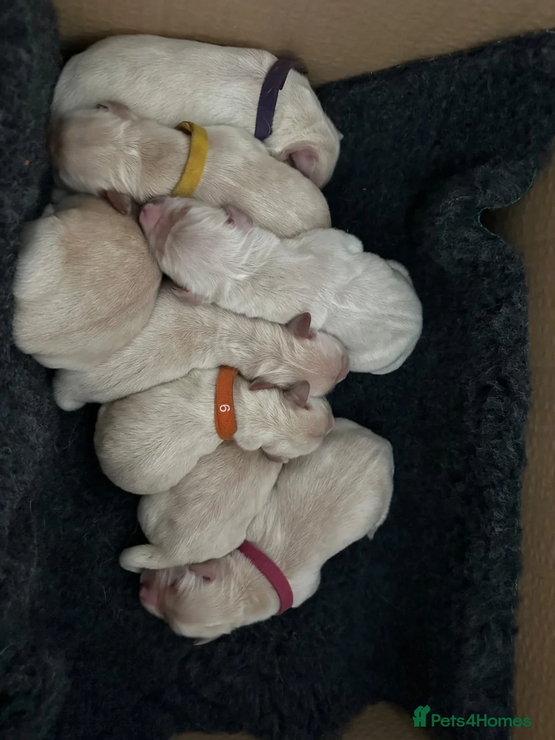 Golden Retriever dogs for stud: Sam. Available for Stud in Swansea - Advert 18