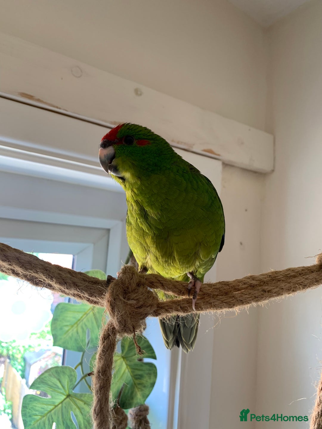 Parakeets birds for sale: 6 Hand Reared Baby Kakariki’s For Sale - Image 11