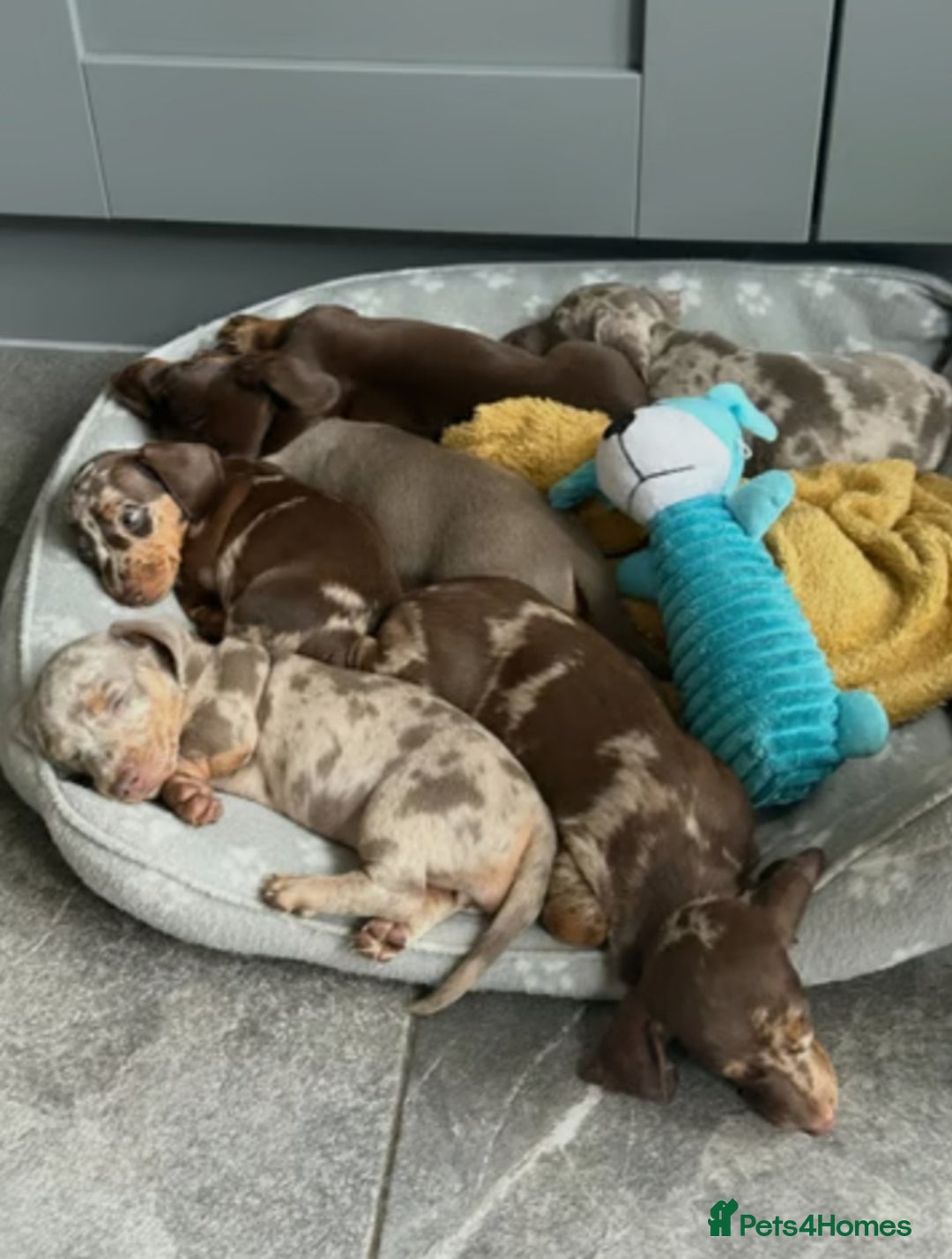 Miniature Dachshund dogs for sale: Miniature Dachshund Puppies  - Image 12