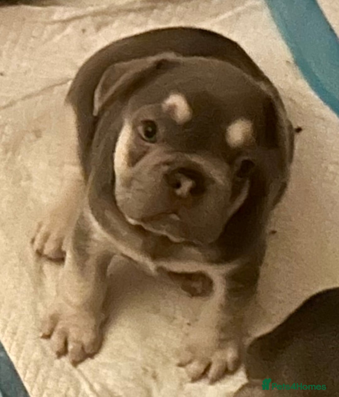 French Bulldog dogs for sale: French Bulldog Puppies  - Advert 4