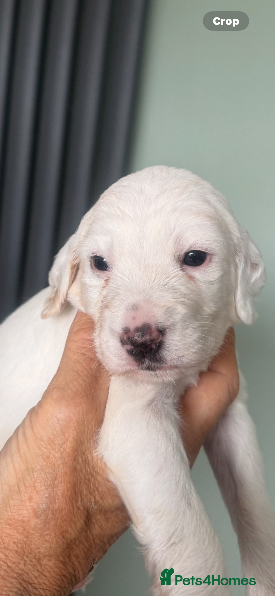 English Setter dogs for sale: English setter pups - Image 7