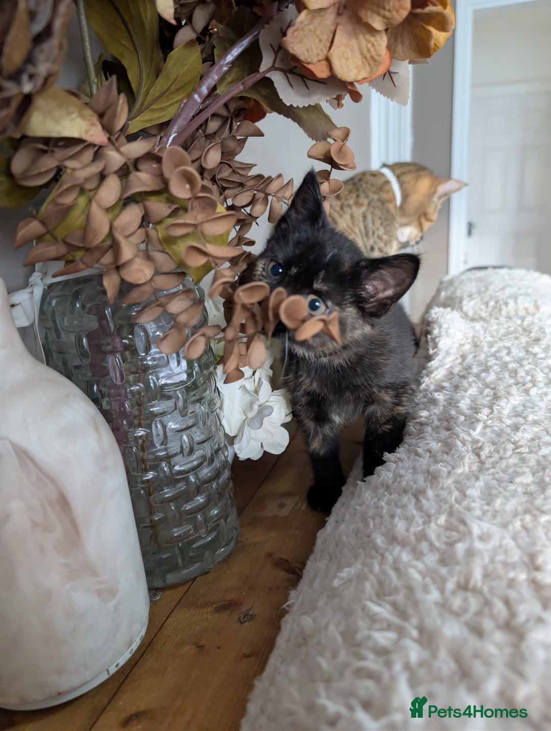 Mixed Breed cats for sale: One female - Advert 4