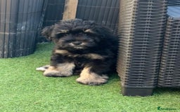 Miniature Schnauzer dogs for sale: LAST BOY READY TO LEAVE - Image 13