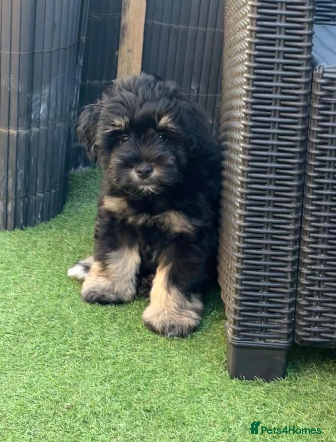 Miniature Schnauzer dogs for sale: LAST BOY READY TO LEAVE - Image 13