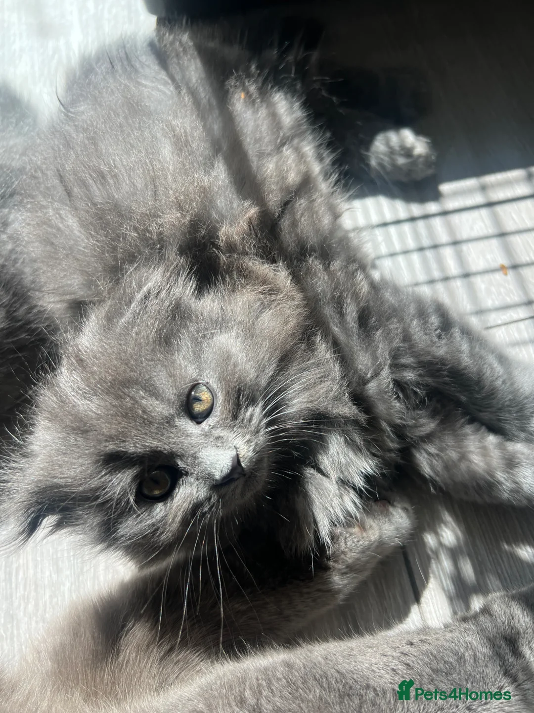 Scottish Fold cats for sale: Super Cute Kittens  - Advert 1