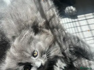 Scottish Fold cats Super Cute Kittens - Advert 6