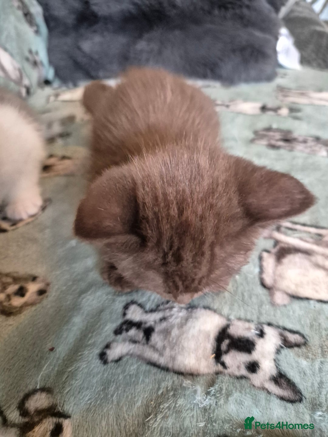 Selkirk Rex cats for sale: Pedigree selkirk rex girls non curly - Advert 4