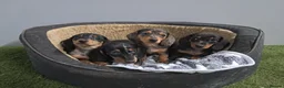 Miniature Dachshund dogs for sale: Miniature dapple dachshunds  - Advert 7