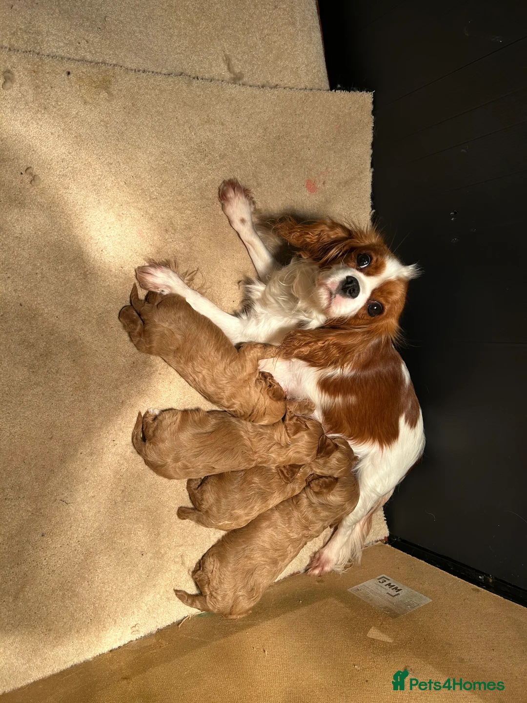 Cavapoo dogs for sale: Outstanding Cavapoo’s Health Tested parents❤️ in Newark - Advert 10