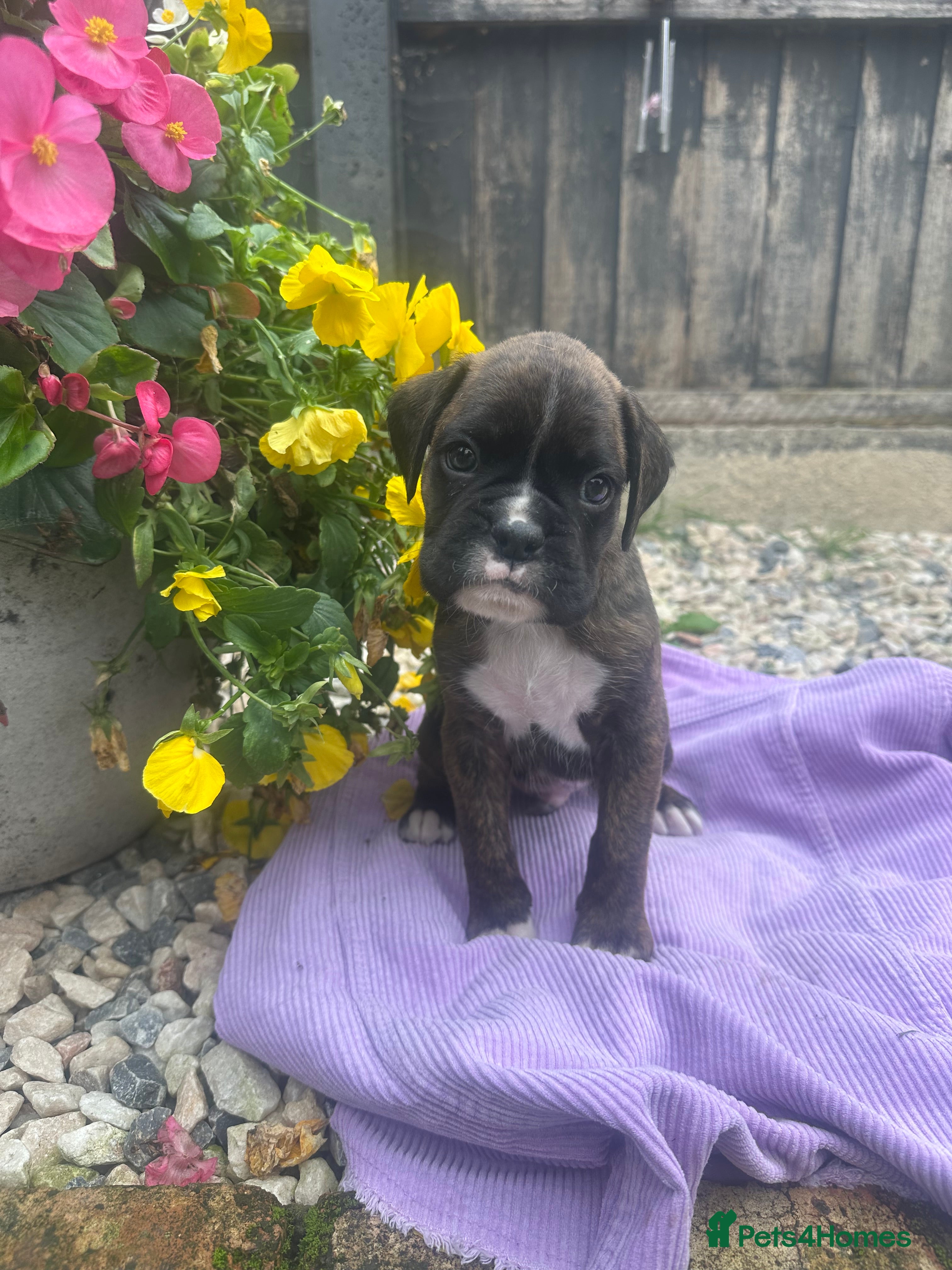Boxer dogs KC Registered Boxer Puppies - health tested - Advert 2