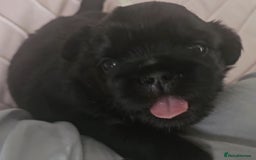 Shih Tzu dogs for sale: Imperial Shih tzu Puppies - Image 11