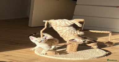 Bengal cats - Advert 4
