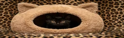 Domestic Shorthair cats for sale: Black Beautiful Kitten with Golden Eyes - Advert 5