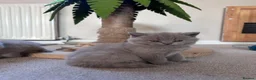 British Shorthair cats for sale: Tica registered British Shorthair Kittens  - Advert 32