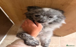 Pomeranian dogs for sale: Fox Face Merle Pomeranian Puppy - Advert 6