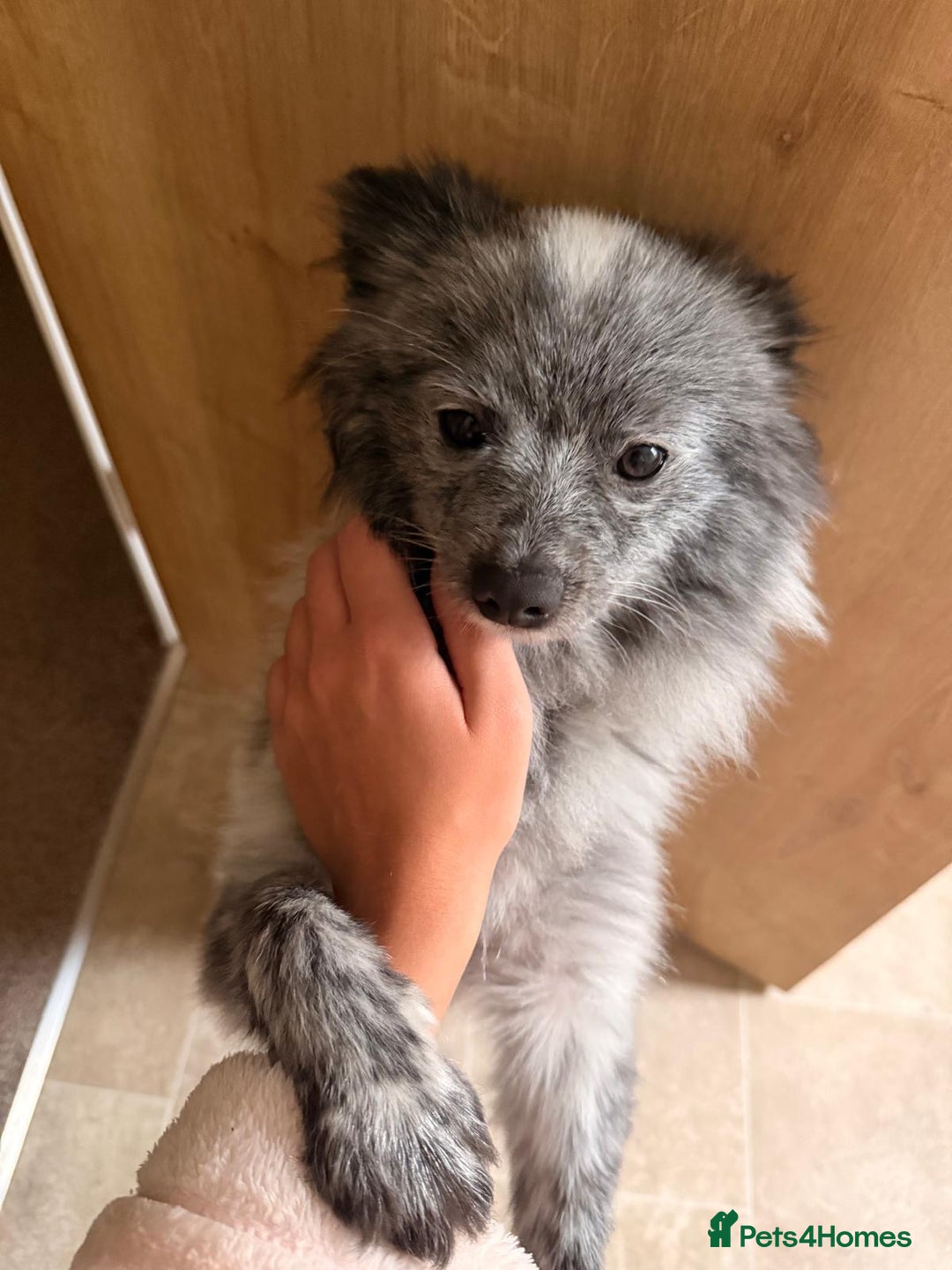 Pomeranian dogs for sale: Fox Face Merle Pomeranian Puppy - Advert 6