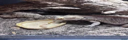 Bearded Dragon reptiles for sale: Male bearded dragon and full set up  in Melton Mowbray - Advert 1