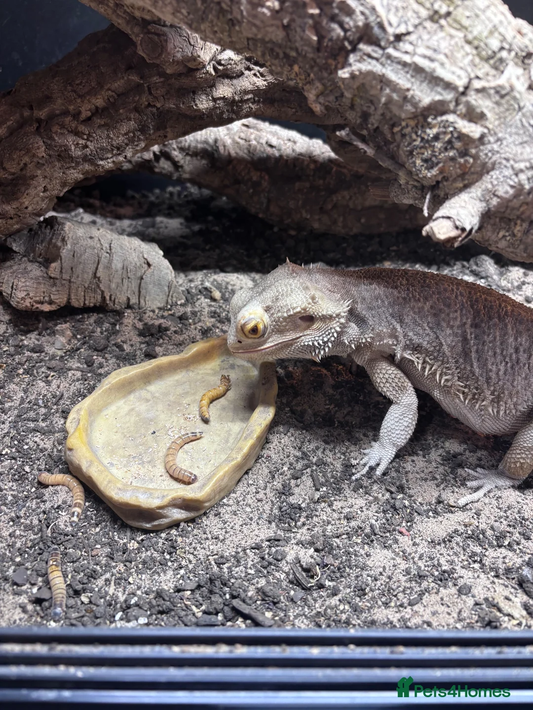 Bearded Dragon reptiles for sale: Male bearded dragon and full set up  in Melton Mowbray - Advert 1