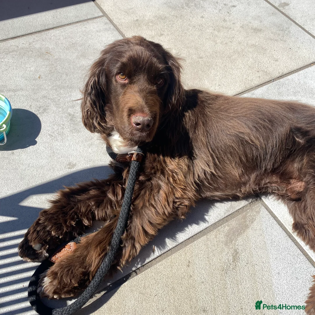 Sprocker dogs for sale: Male Chocolate  Sprocker Spaniel  - Advert 2
