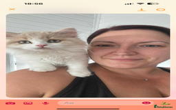 British Longhair cats for sale: Ready now . British longhair boy  - Image 1